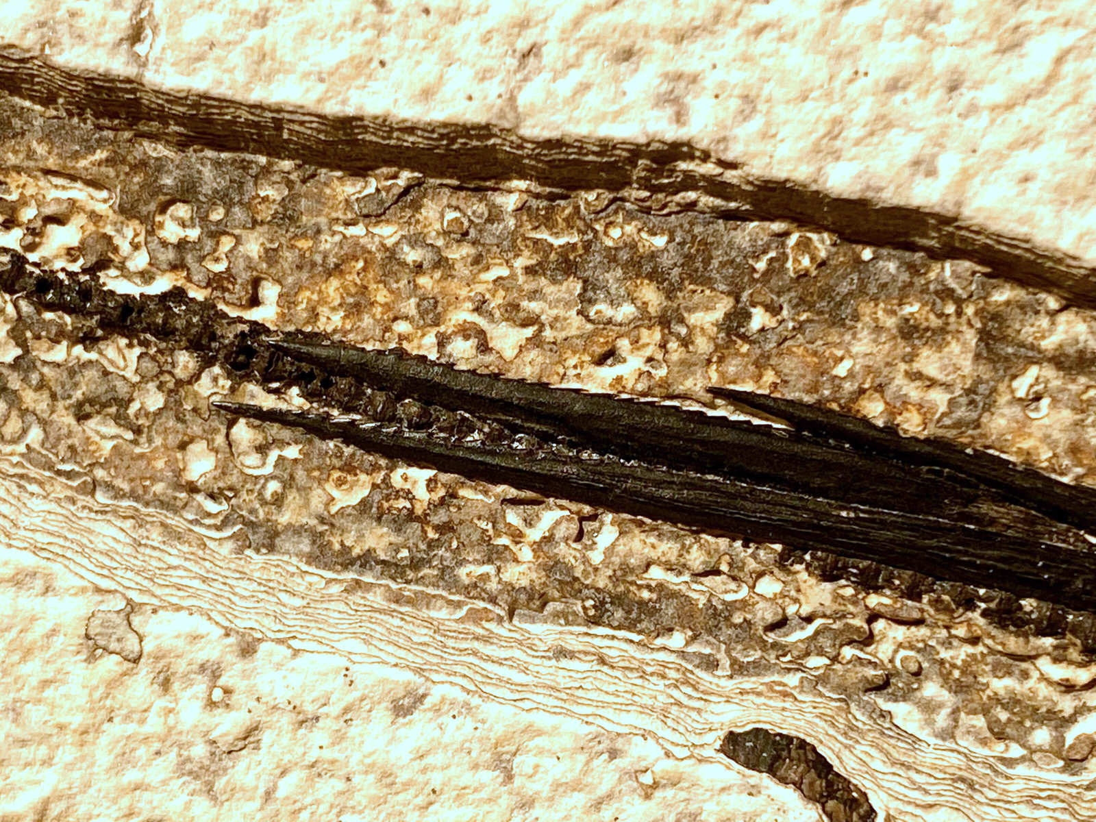 Fossil Stingray, Knightia Assemblage - 52" x 42" - Image 12