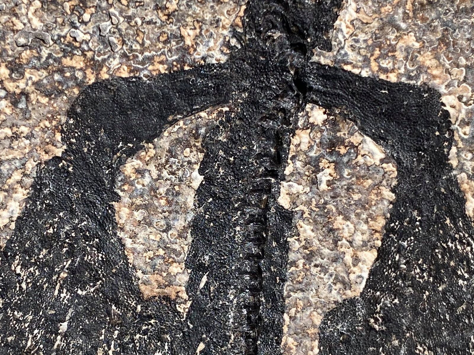 Fossil Stingray, Knightia Assemblage - 52" x 42" - Image 5