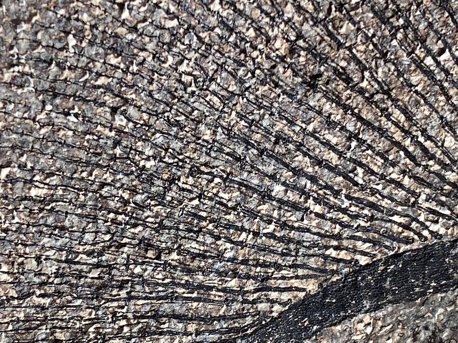Fossil Stingray, Knightia Assemblage - 52" x 42" - Image 8