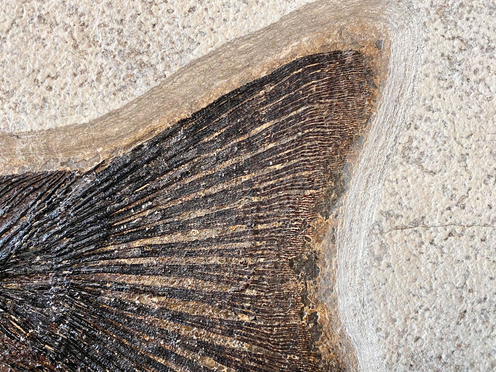 Notogoneus Fossil Fish - 20" Specimen - Green River - Image 8