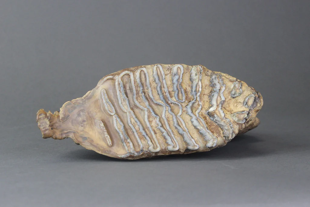 Pair of Beautiful Lower Woolly Mammoth Molars from Siberia - 7 inches - Image 4