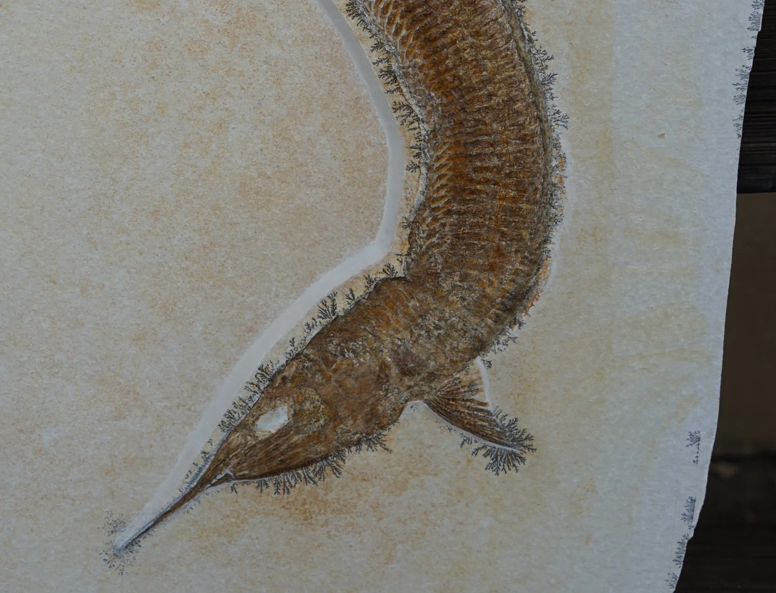 Pair of Solnhofen Fish - Aspidorhynchus - Image 9