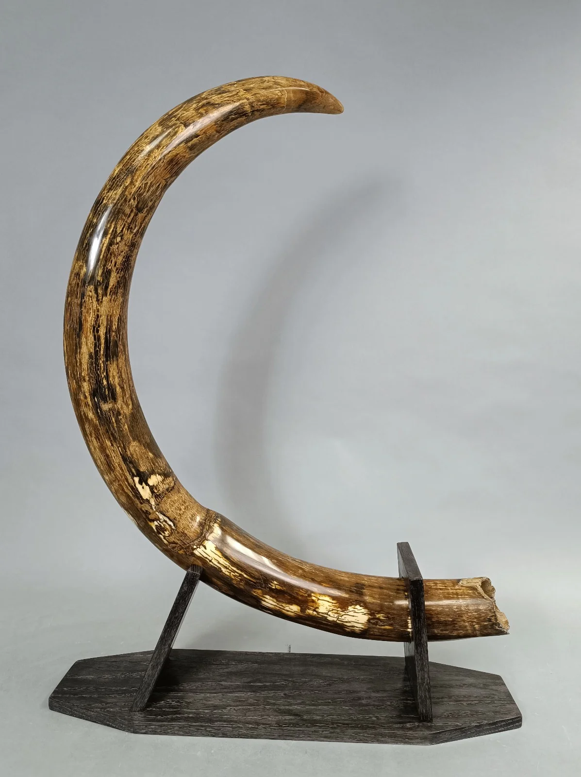 Woolly Mammoth Tusk Pair, Dwarf Subspecies - Image 3