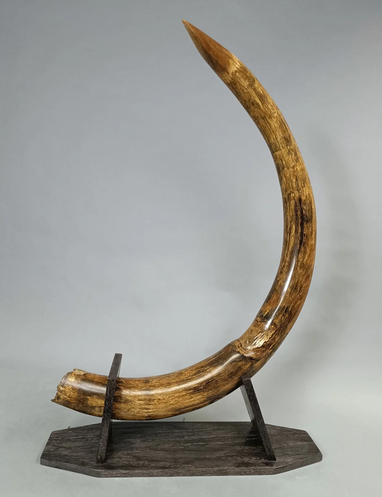Woolly Mammoth Tusk Pair, Dwarf Subspecies - Image 4