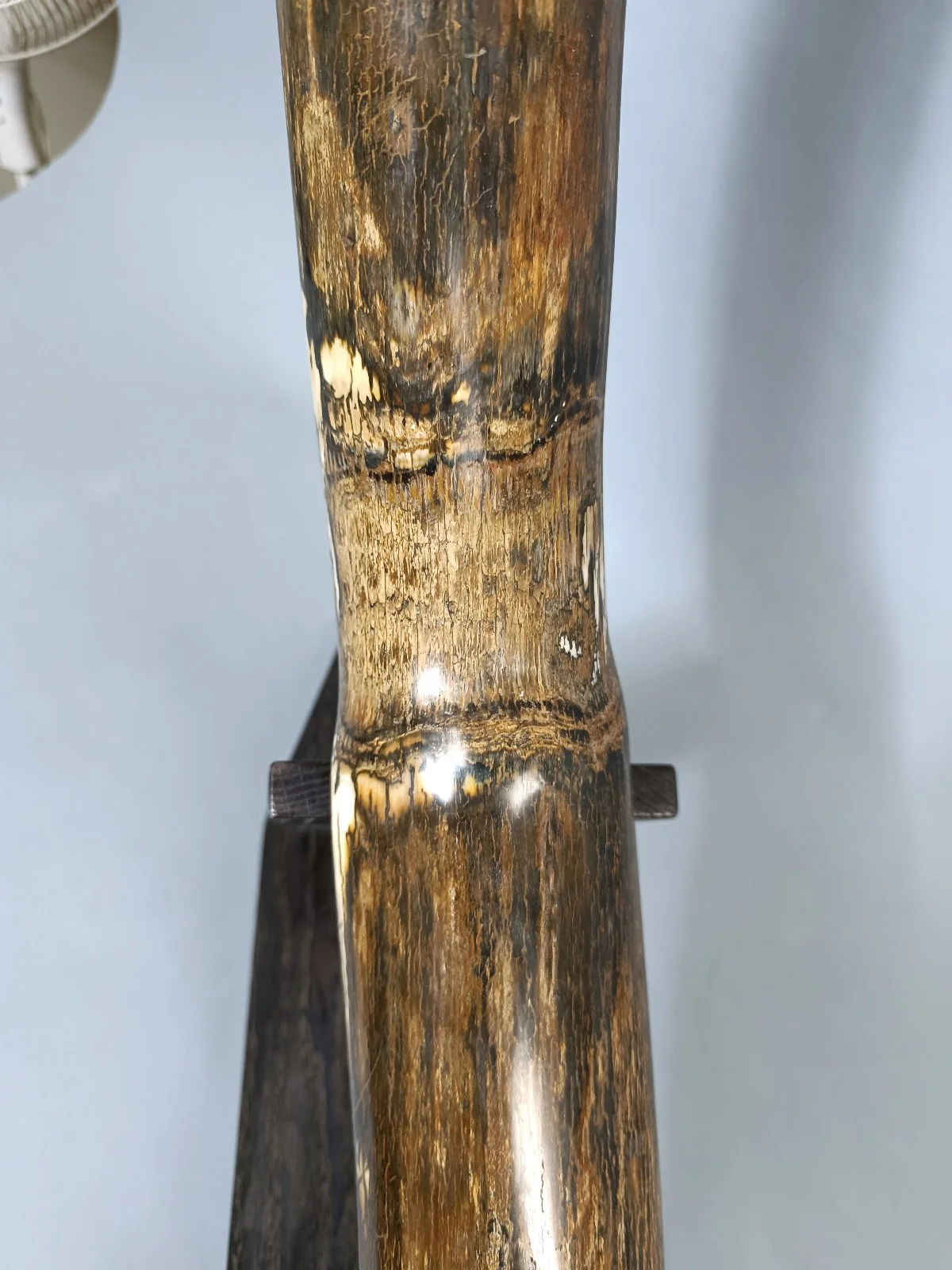 Woolly Mammoth Tusk Pair, Dwarf Subspecies - Image 7