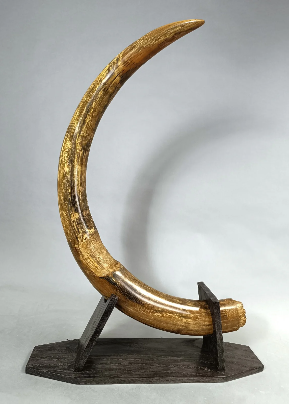 Woolly Mammoth Tusk Pair, Dwarf Subspecies - Image 9