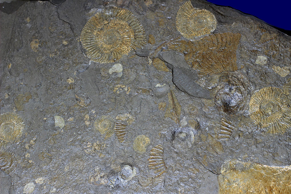 Pyritized Ammonites - Holzmaden Shale, 3.54 feet - Image 12