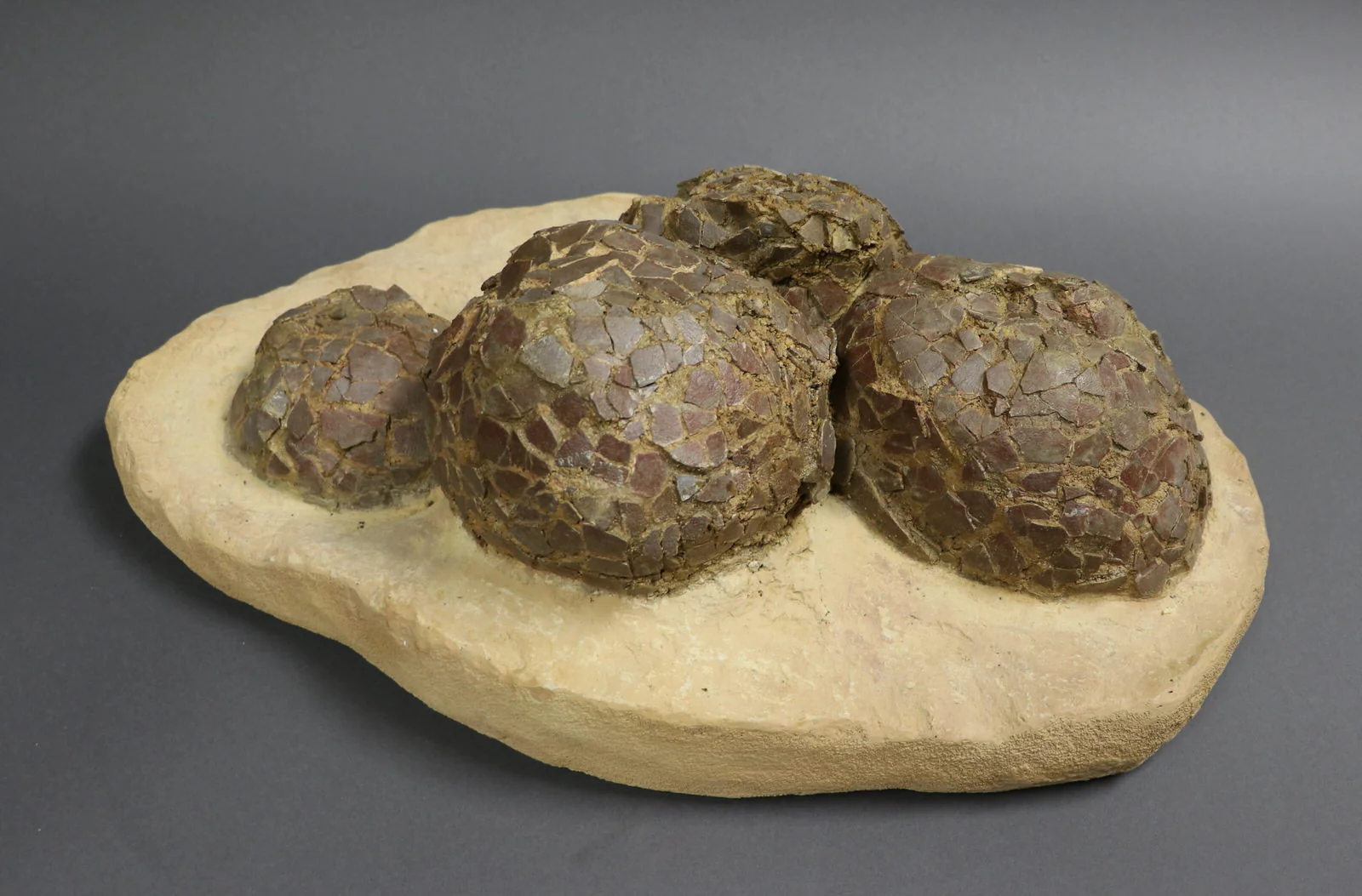 Dinosaur Egg Nest from France - 24 inch Matrix - Image 3
