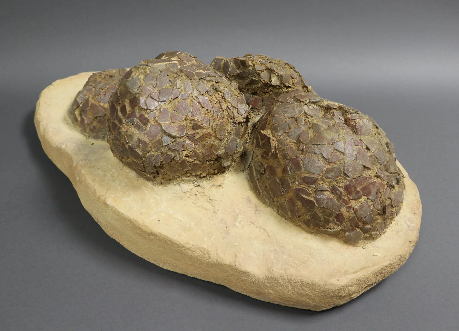 Dinosaur Egg Nest from France - 24 inch Matrix - Image 5