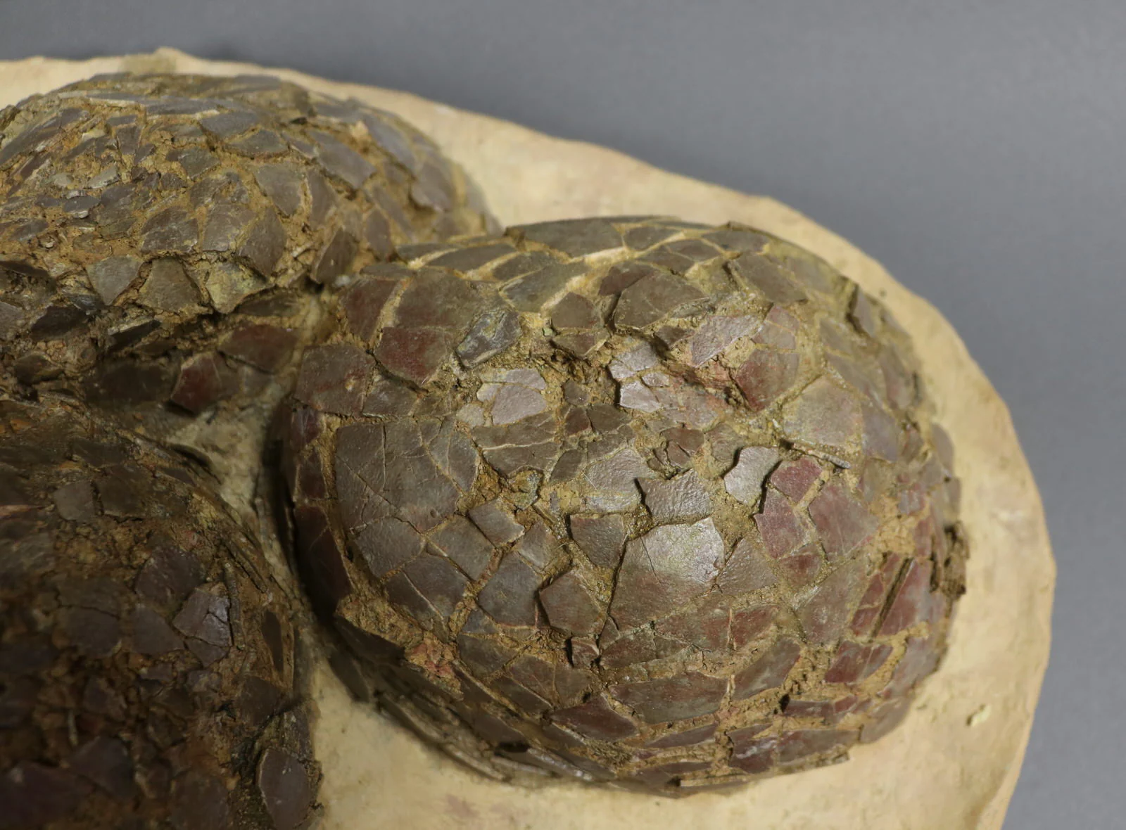 Dinosaur Egg Nest from France - 24 inch Matrix - Image 7