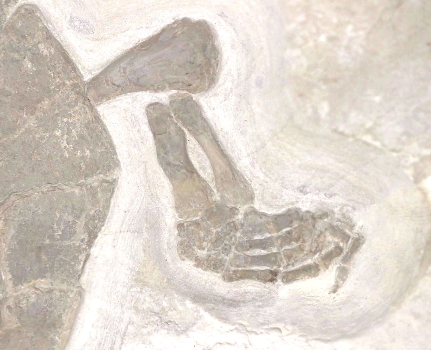 Jurassic Turtle, Painten Formation, Germany - Image 6