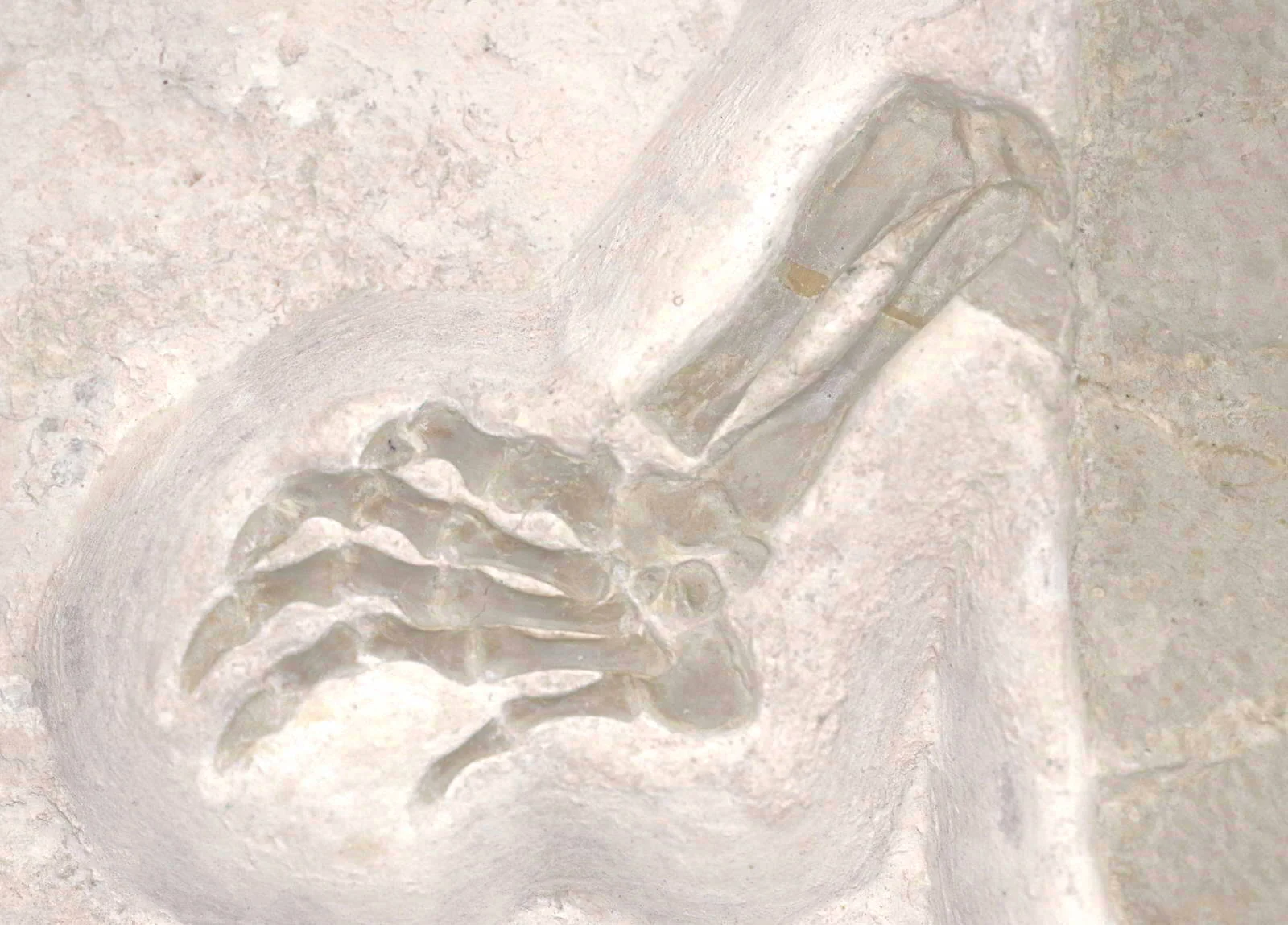 Jurassic Turtle, Painten Formation, Germany - Image 7