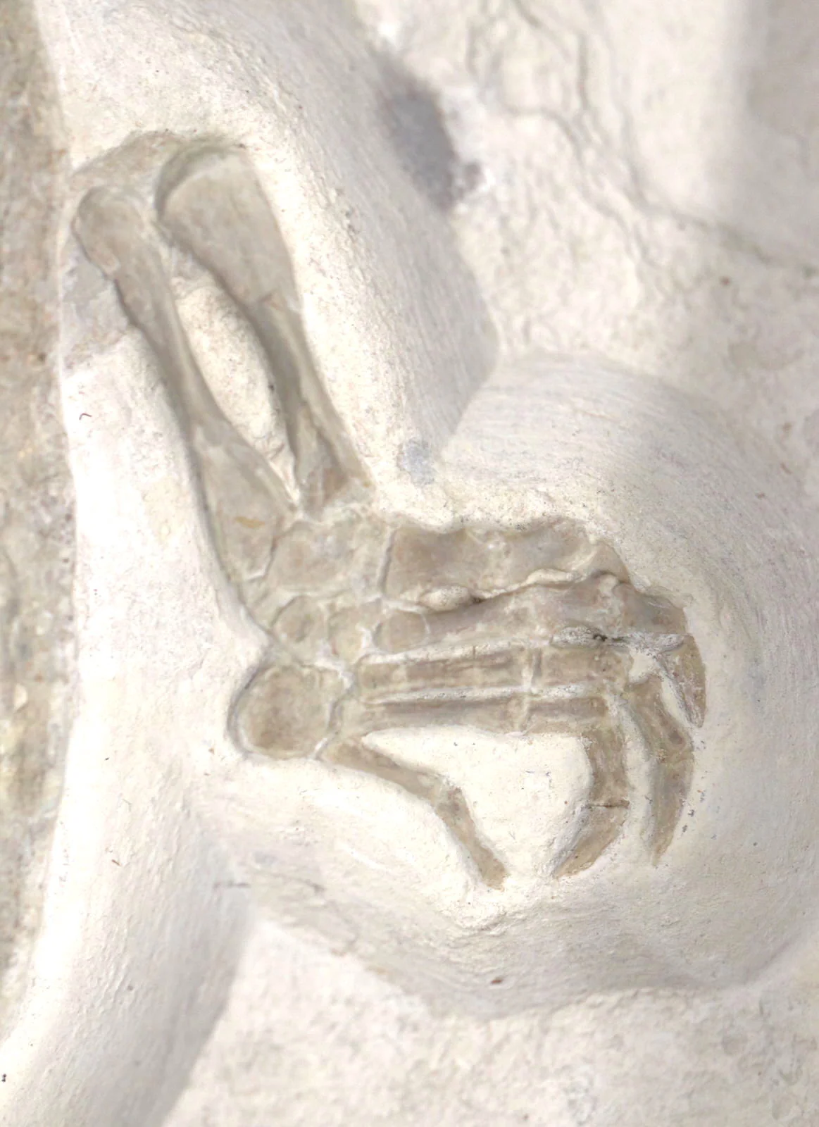 Jurassic Turtle, Painten Formation, Germany - Image 8
