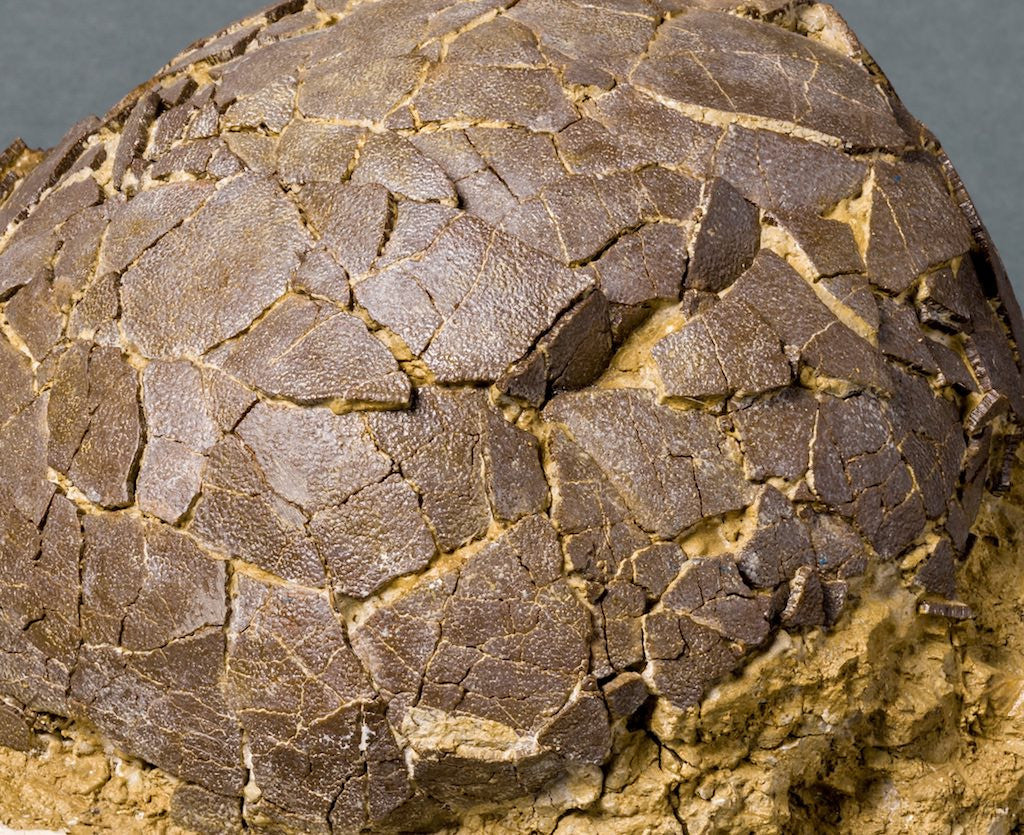 Spectacular Rare Dinosaur Egg from France (Titanosaur) - Image 2