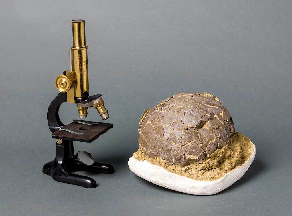 Spectacular Rare Dinosaur Egg from France (Titanosaur) - Image 3