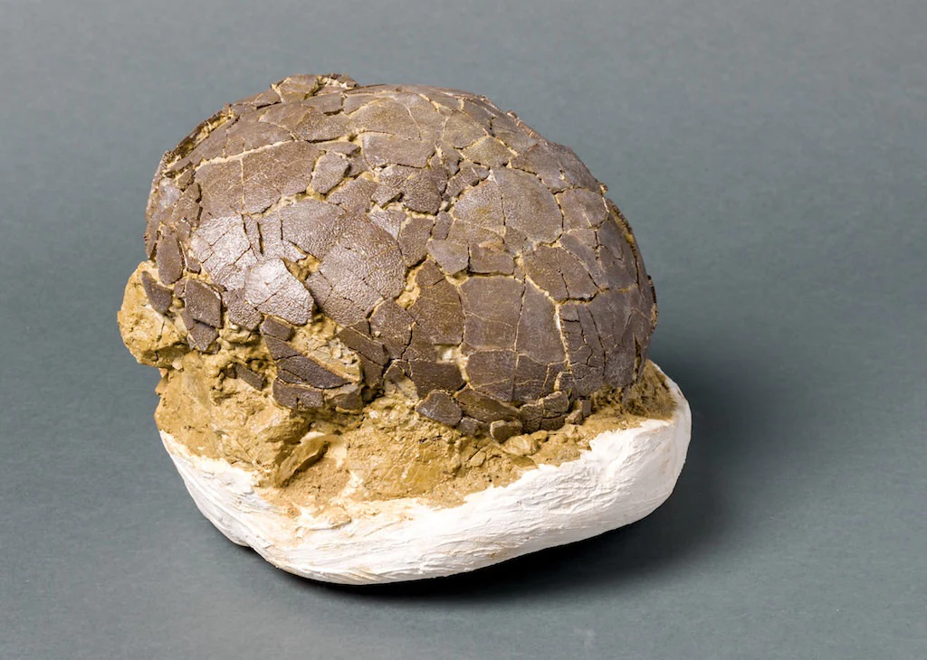 Spectacular Rare Dinosaur Egg from France (Titanosaur) - Image 4