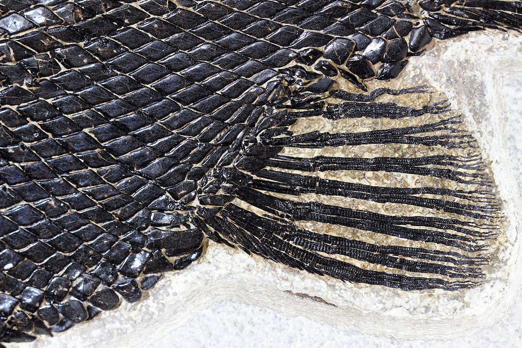 Spectacular Fossil Garfish from Wyoming - 28.5” - Image 11