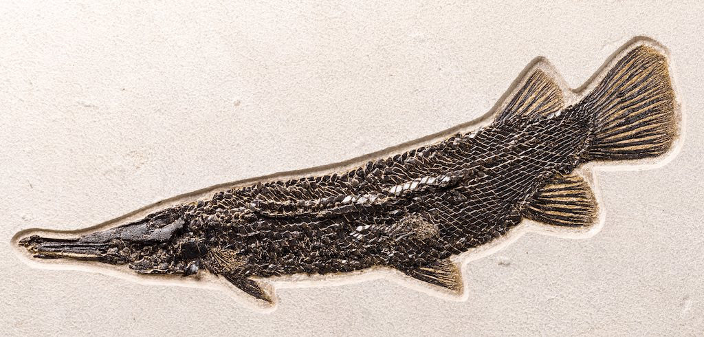 Spectacular Fossil Garfish from Wyoming - 28.5” - Image 3