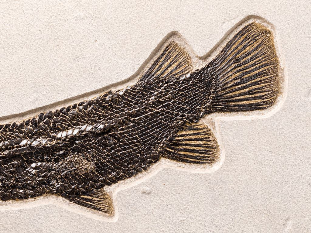 Spectacular Fossil Garfish from Wyoming - 28.5” - Image 5
