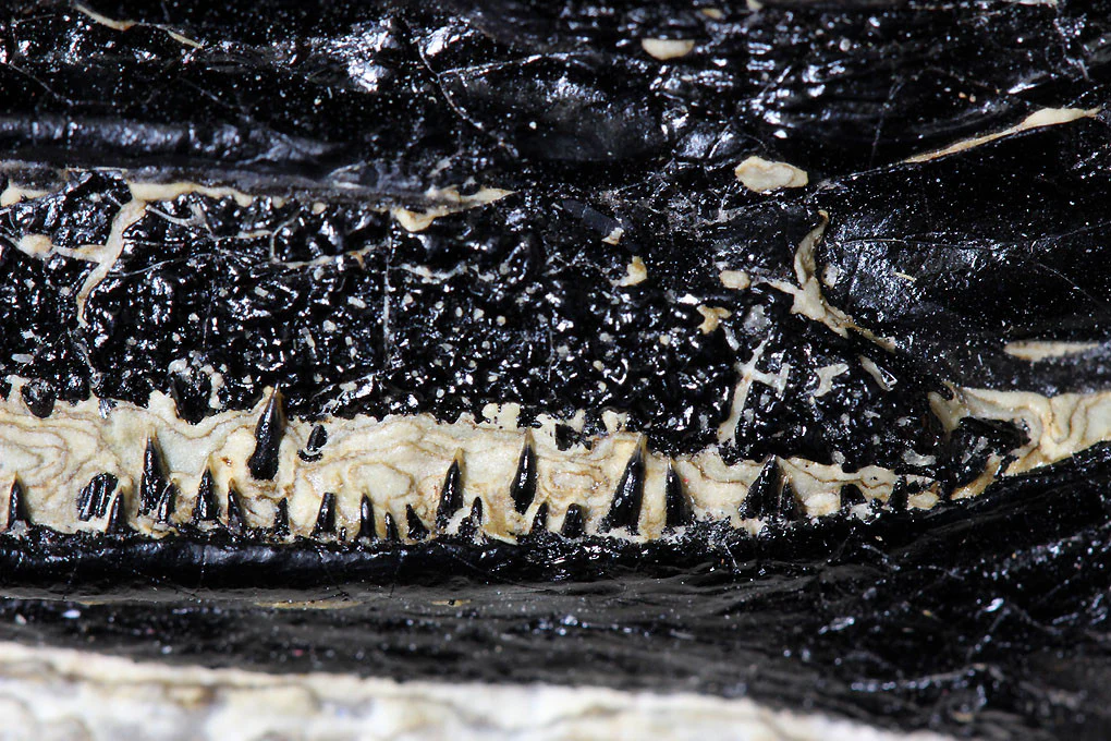 Spectacular Fossil Garfish from Wyoming - 28.5” - Image 7