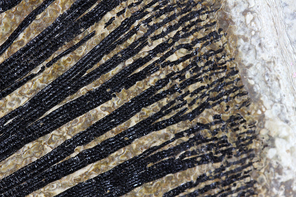 Spectacular Fossil Garfish from Wyoming - 28.5” - Image 9