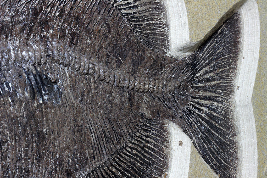 Spectacular Fossil Fish Mural with Large 21.6 inch Phareodus - Image 5