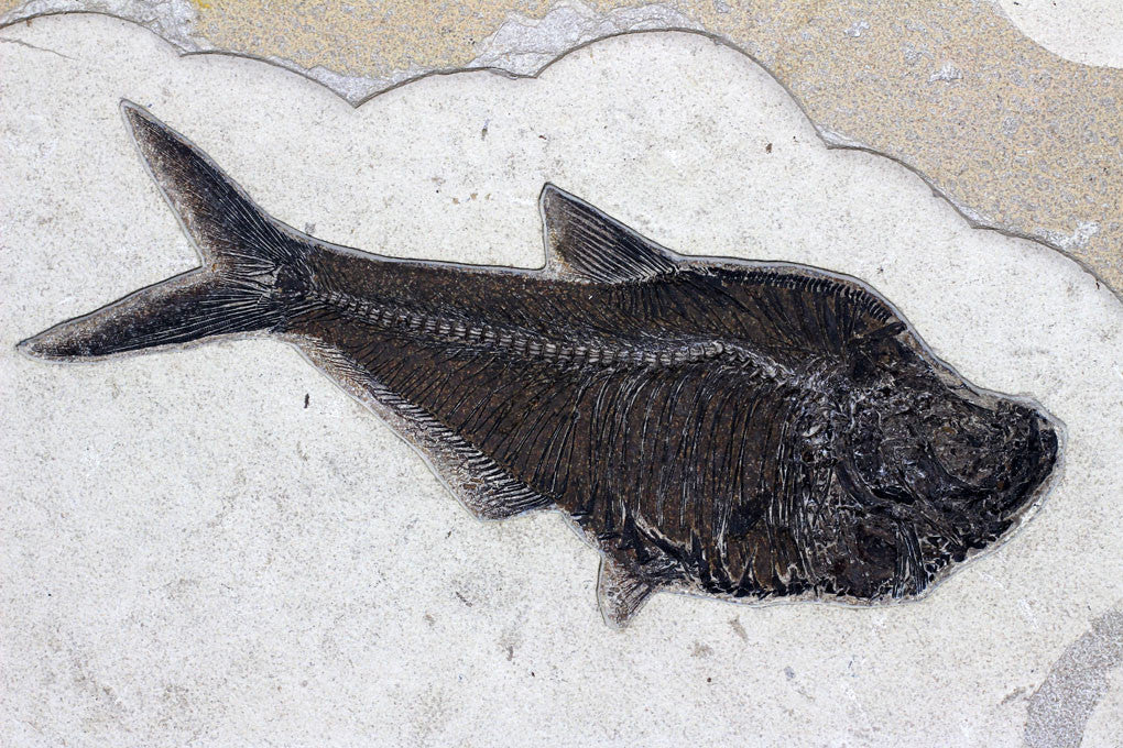 Spectacular Fossil Fish Mural with Large 21.6 inch Phareodus - Image 6