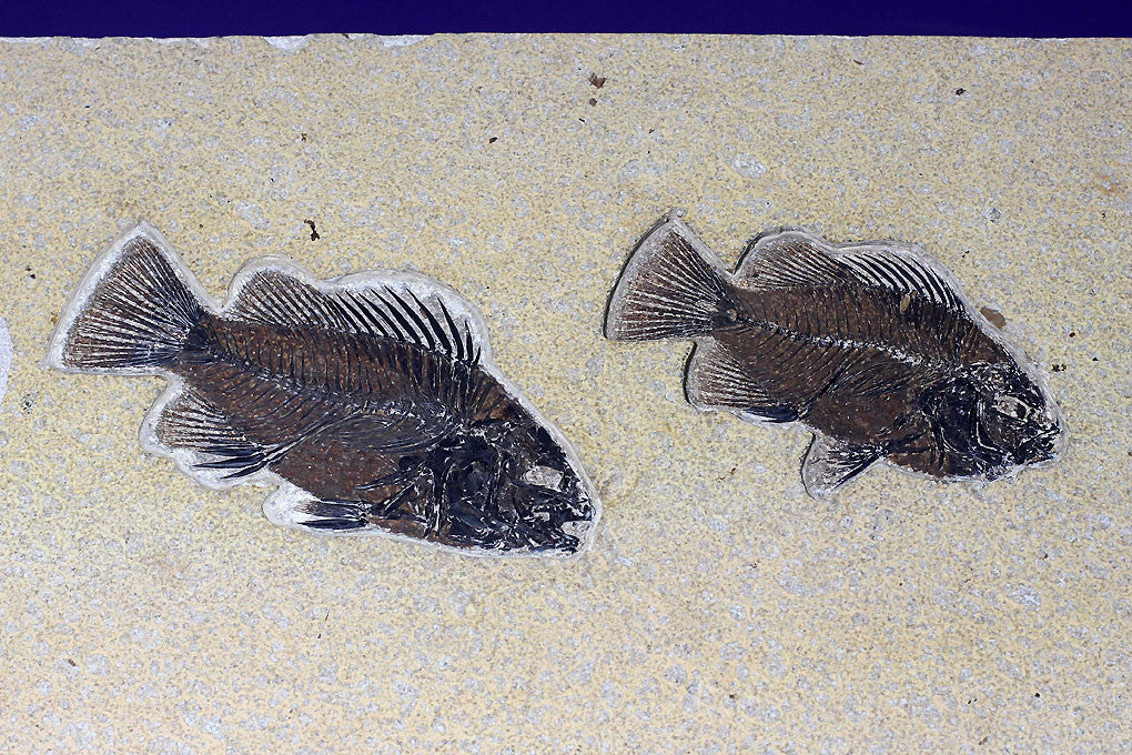 Spectacular Fossil Fish Mural with Large 21.6 inch Phareodus - Image 8