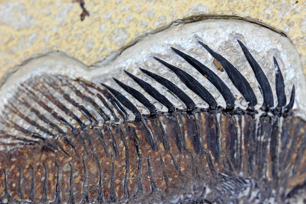 Spectacular Fossil Fish Mural with Large 21.6 inch Phareodus - Image 9