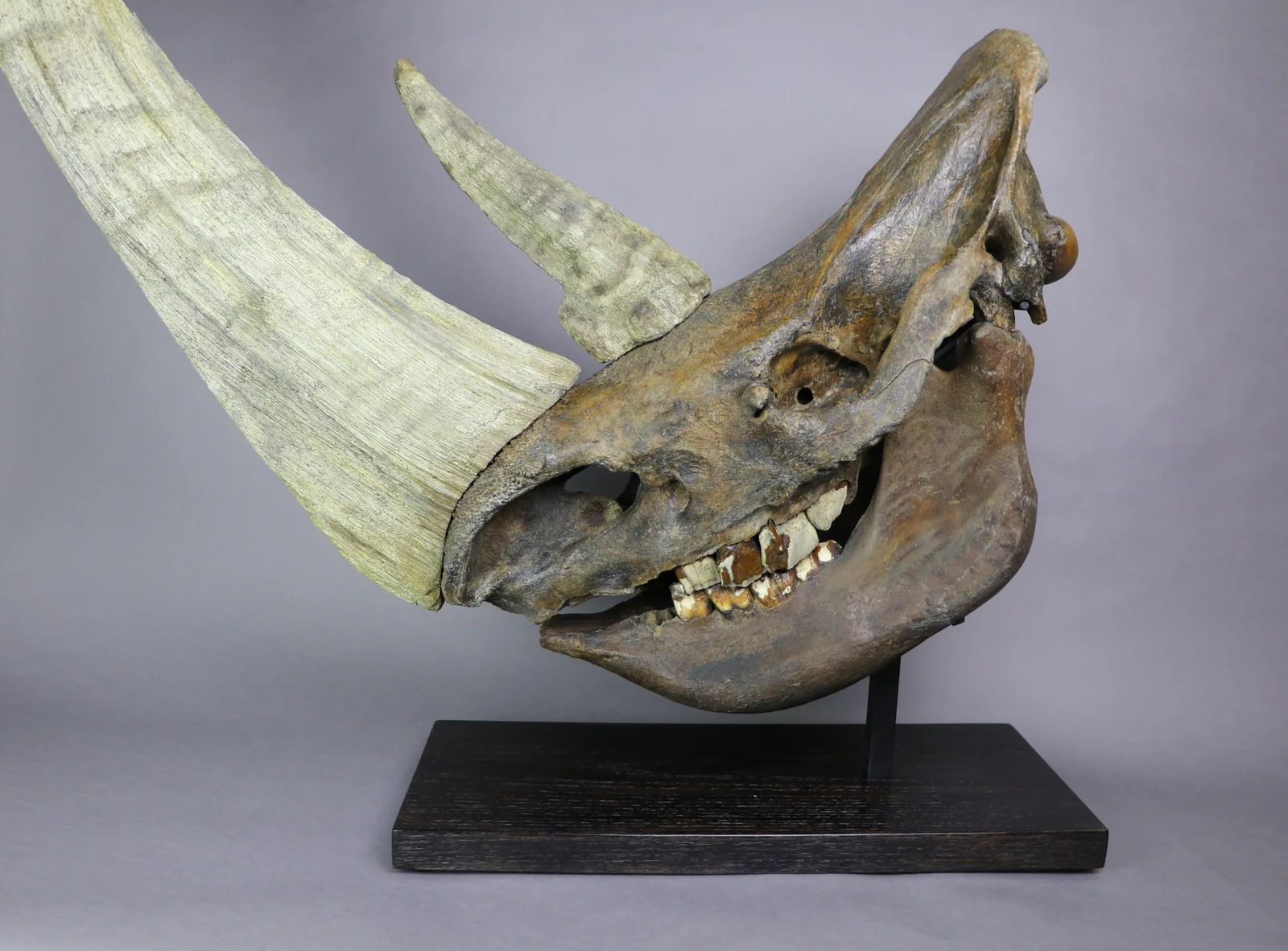 Woolly Rhino Skull, Kemerovo Oblast, Russia - Image 5