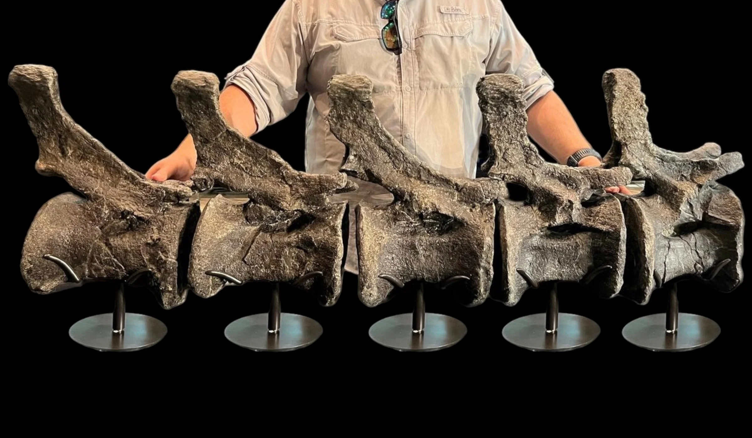 Sauropod Dinosaur Vertebrae, Morrison Formation, United States - Image 2