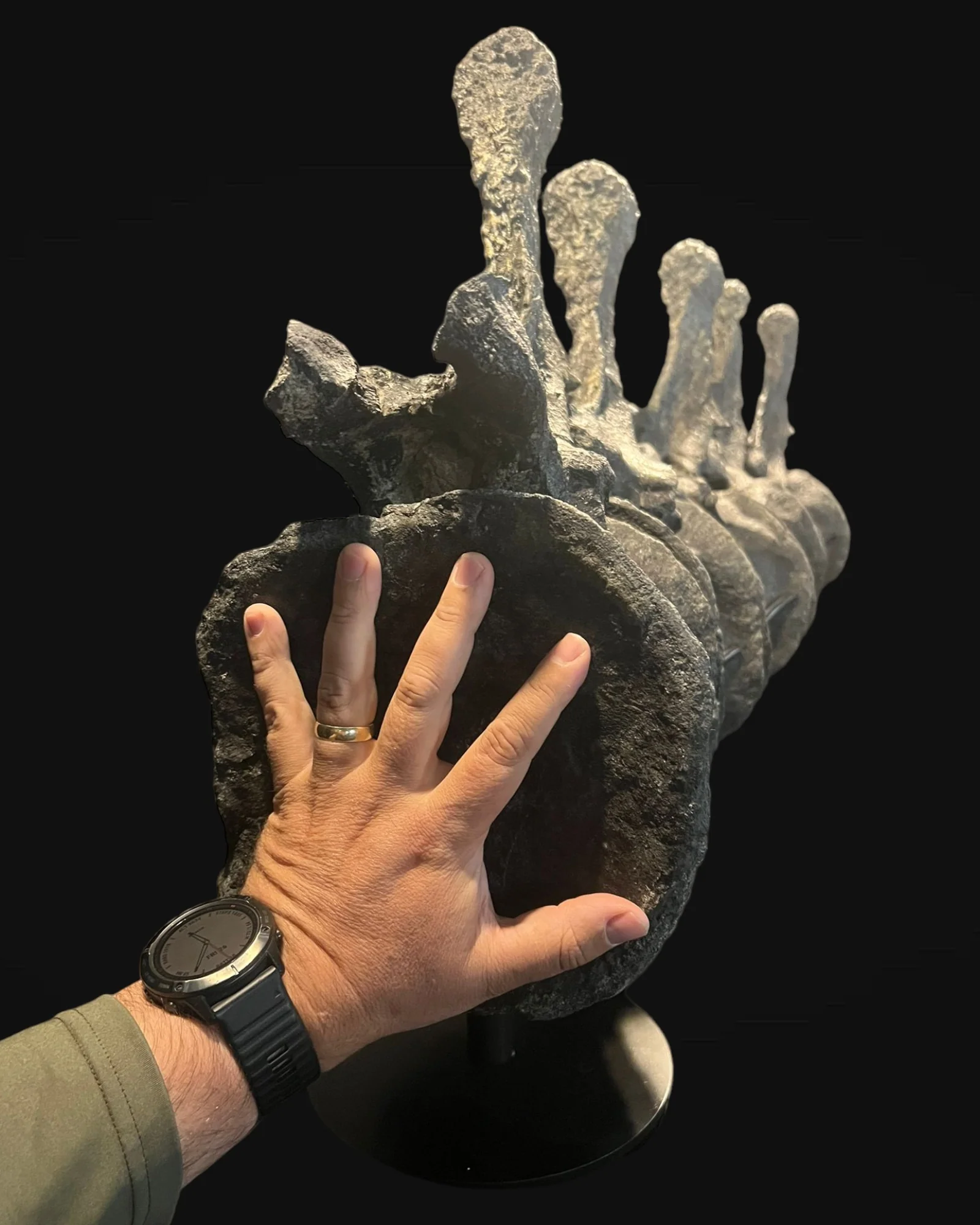 Sauropod Dinosaur Vertebrae, Morrison Formation, United States - Image 3