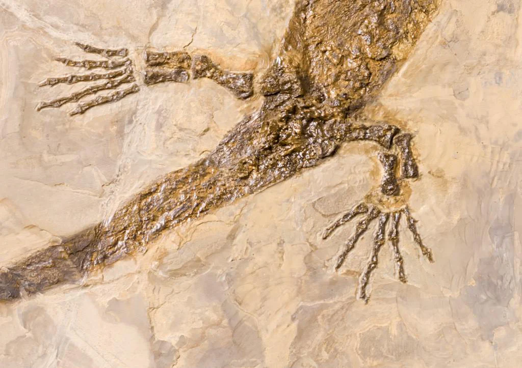 Sclerocephalus and Walchia Association - Image 5