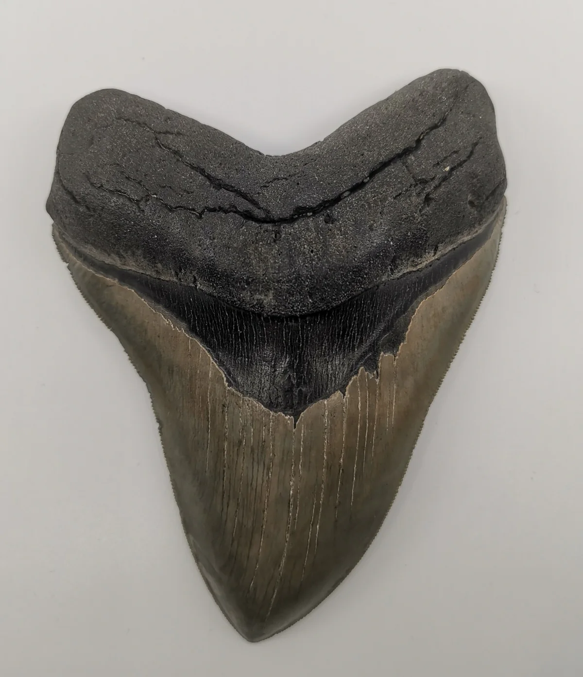 Superb Megalodon Tooth - 5.66 inches - Image 2