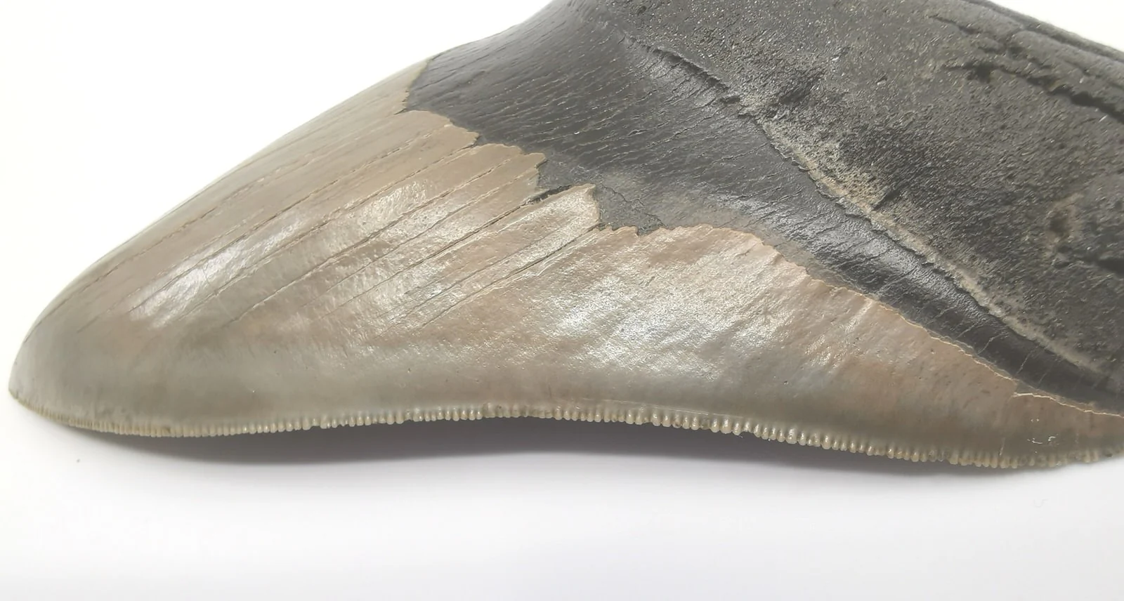 Superb Megalodon Tooth - 5.66 inches - Image 5