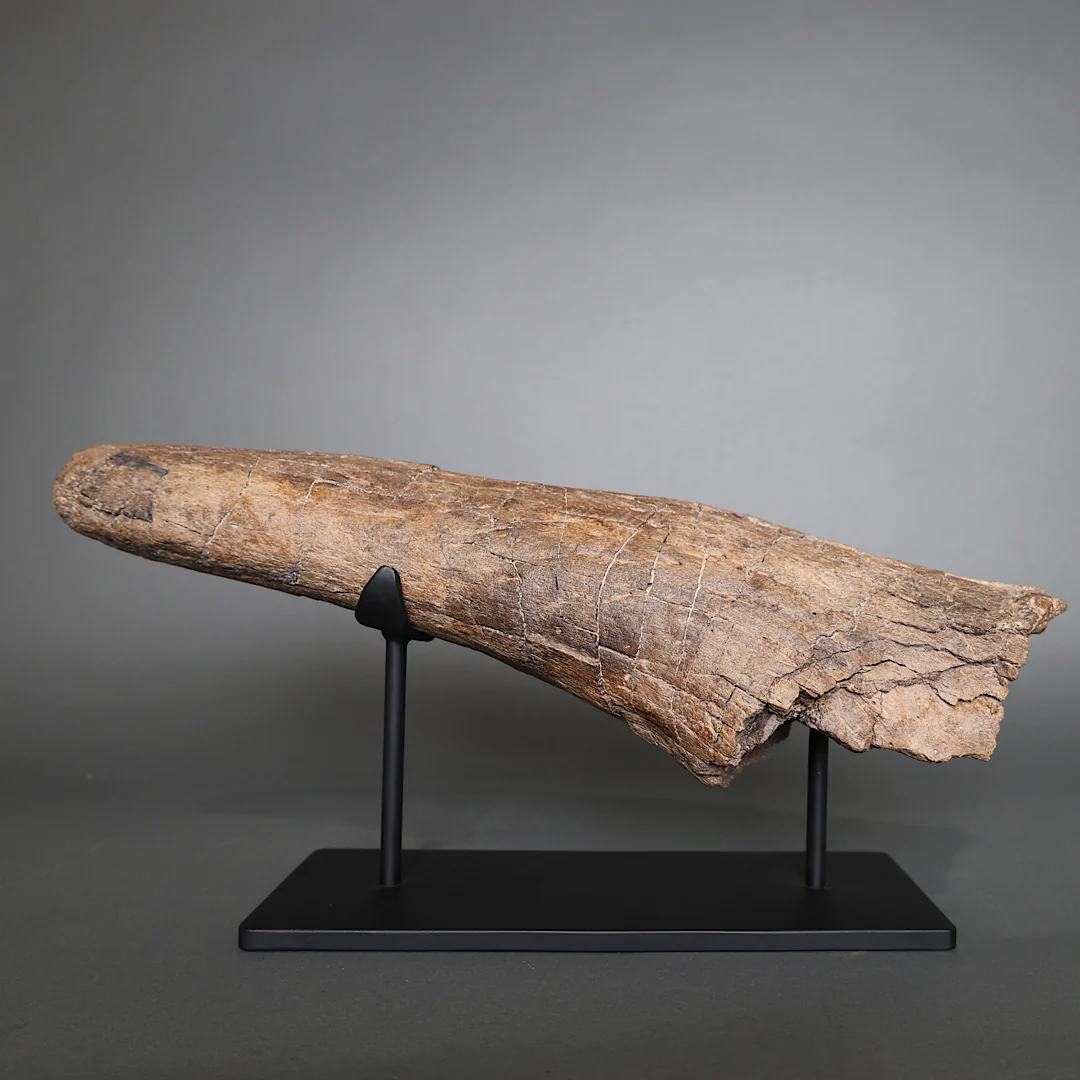 Triceratops Brow Horn - 18" - Image 3