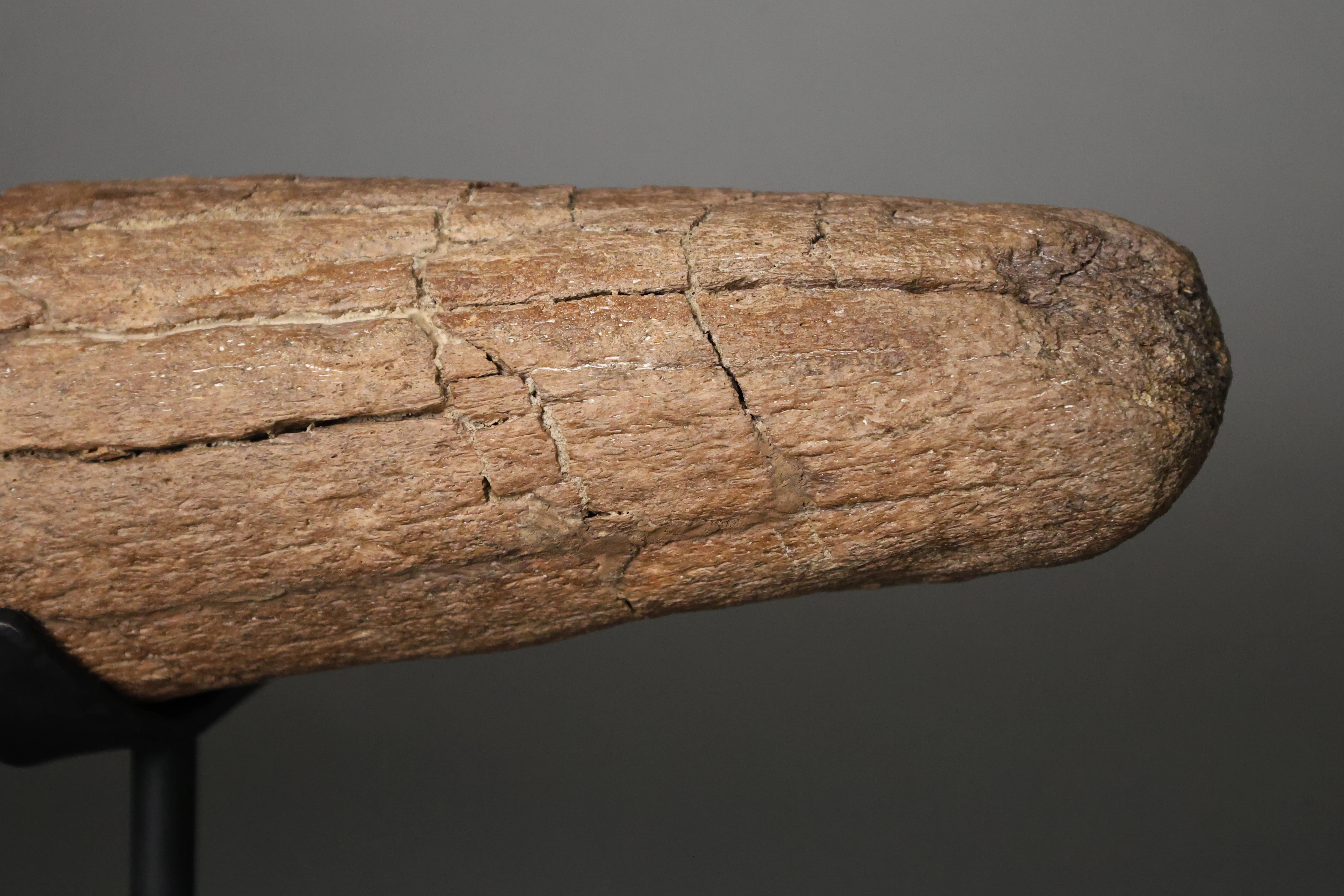 Triceratops Brow Horn - 18" - Image 4