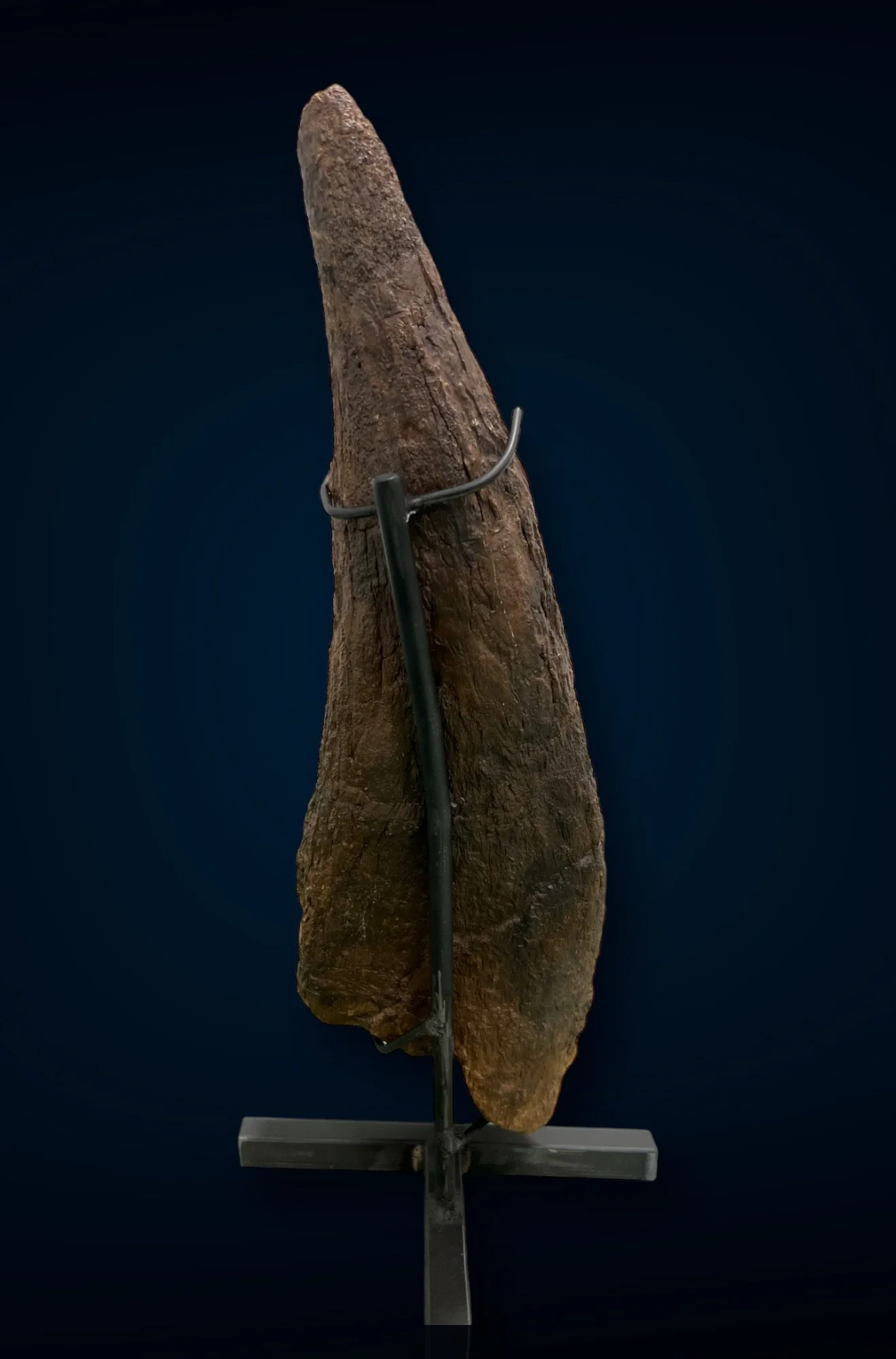 Triceratops Brow Horn, Hell Creek Formation, United States - Image 10