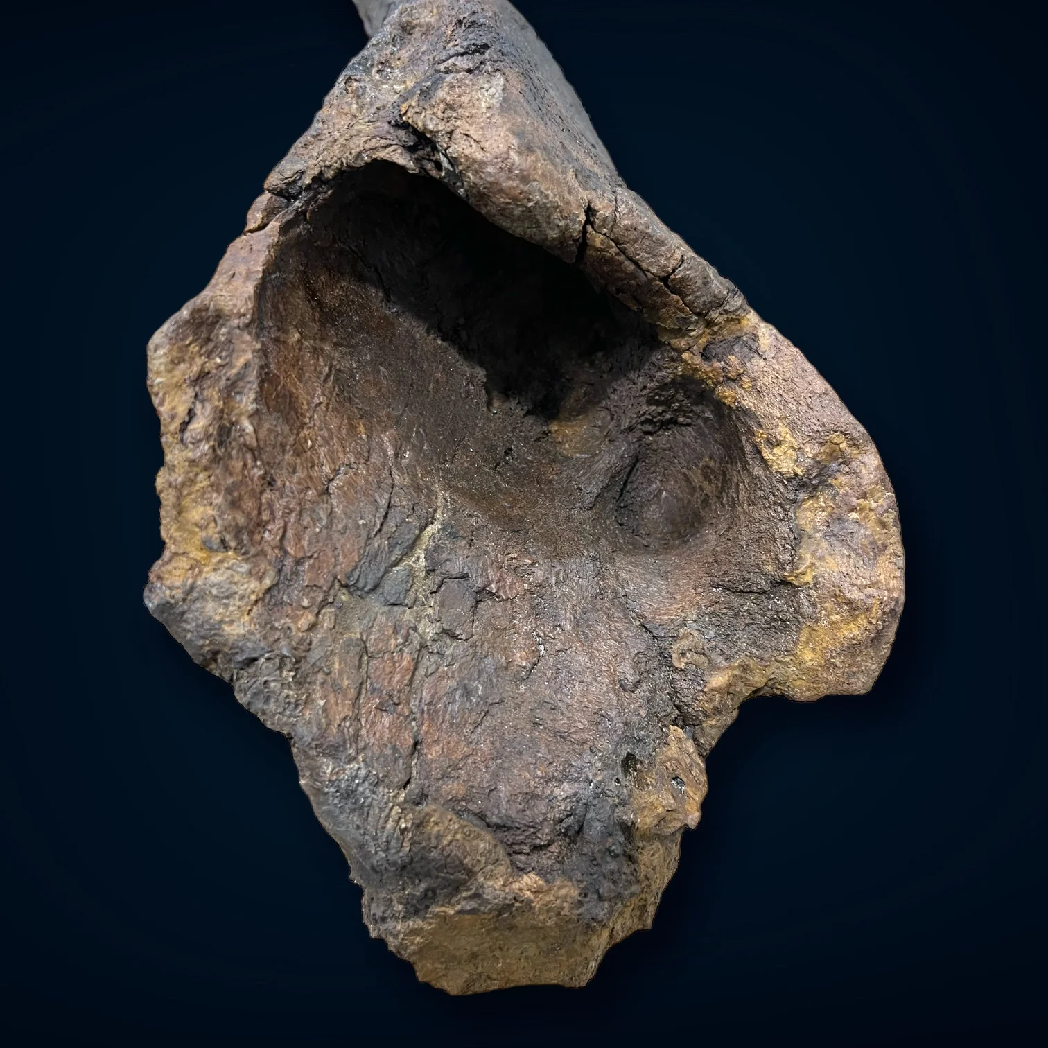 Triceratops Brow Horn, Hell Creek Formation, United States - Image 11