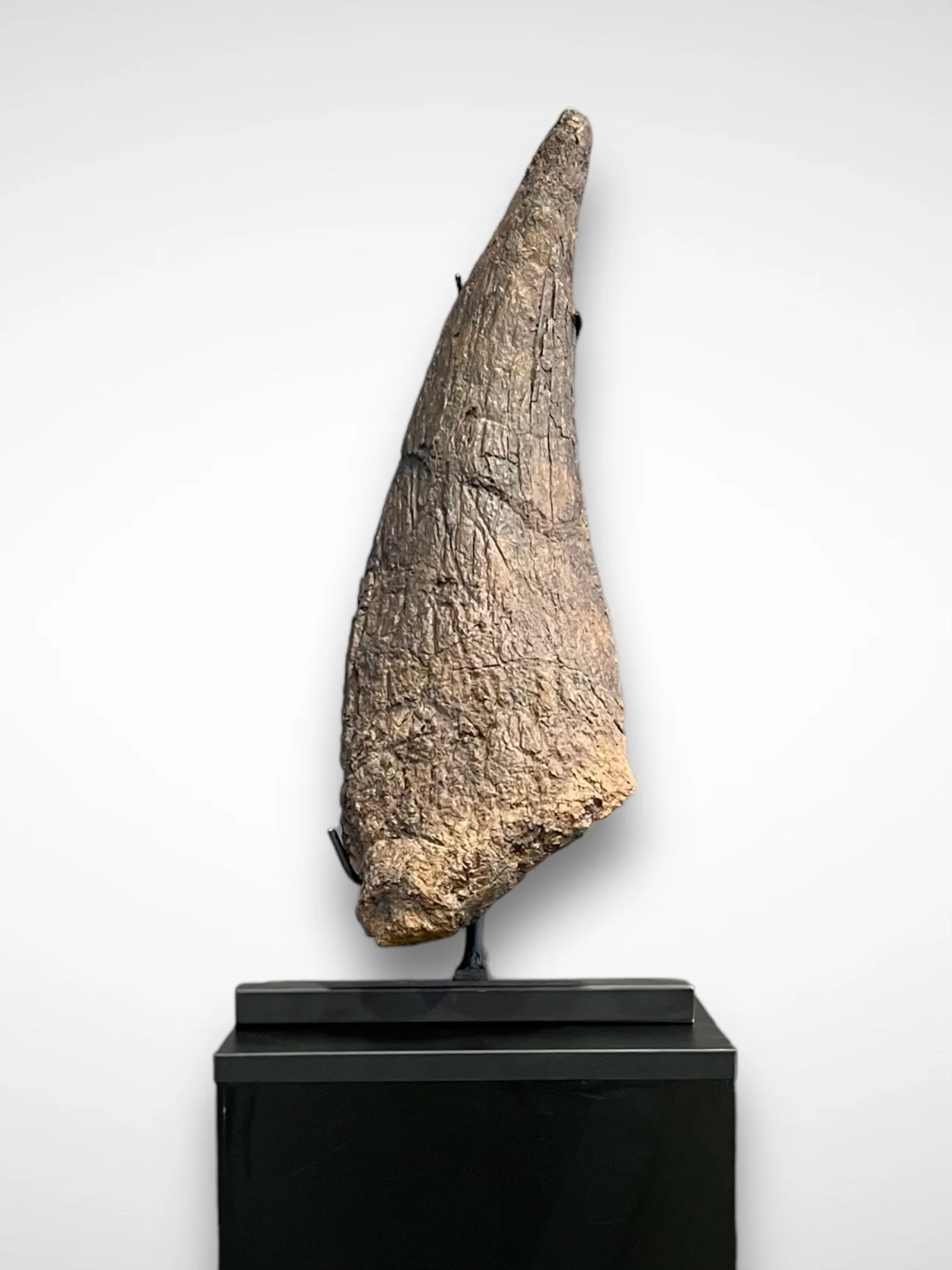 Triceratops Brow Horn, Hell Creek Formation, United States - Image 2