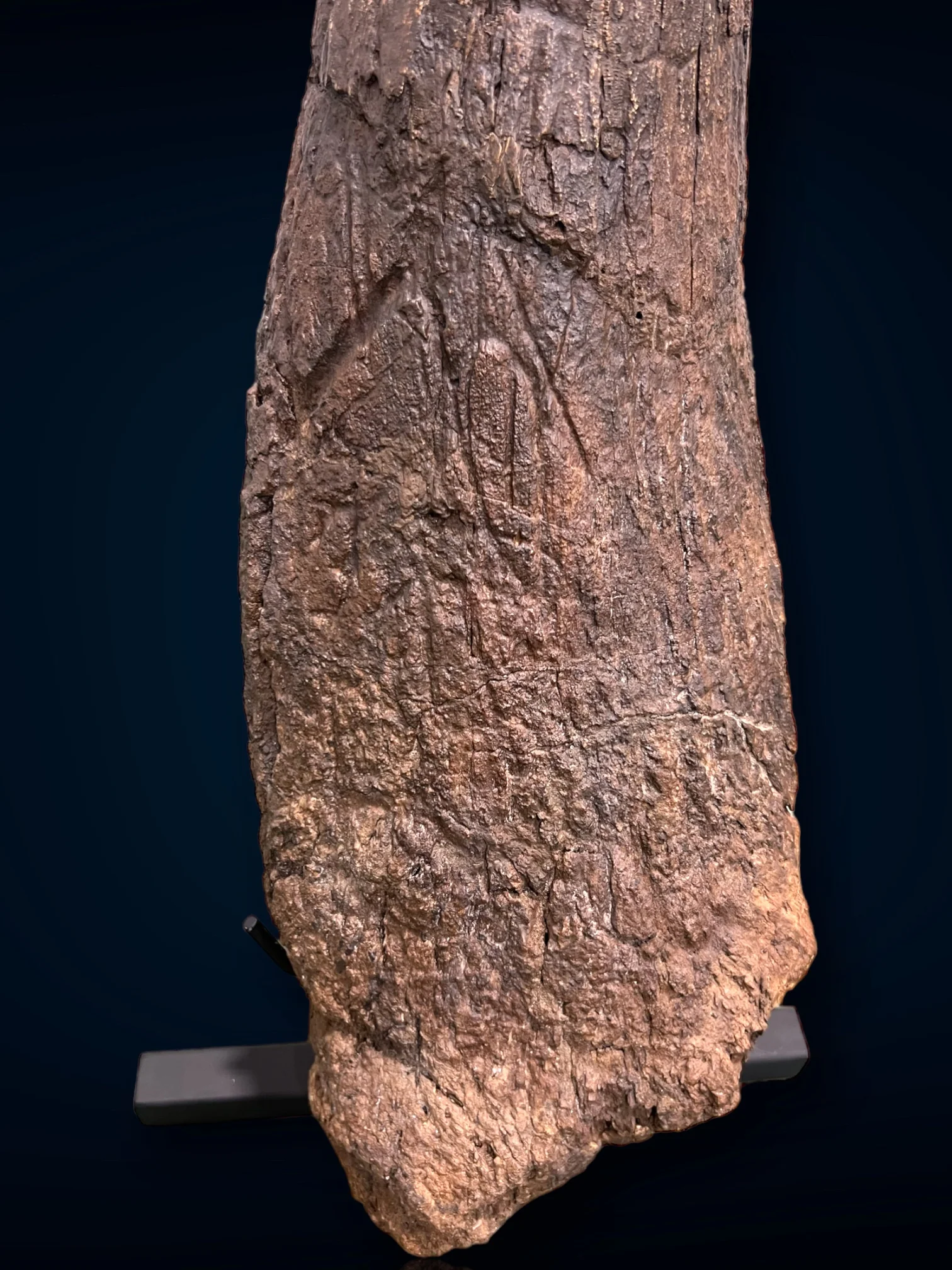Triceratops Brow Horn, Hell Creek Formation, United States - Image 9
