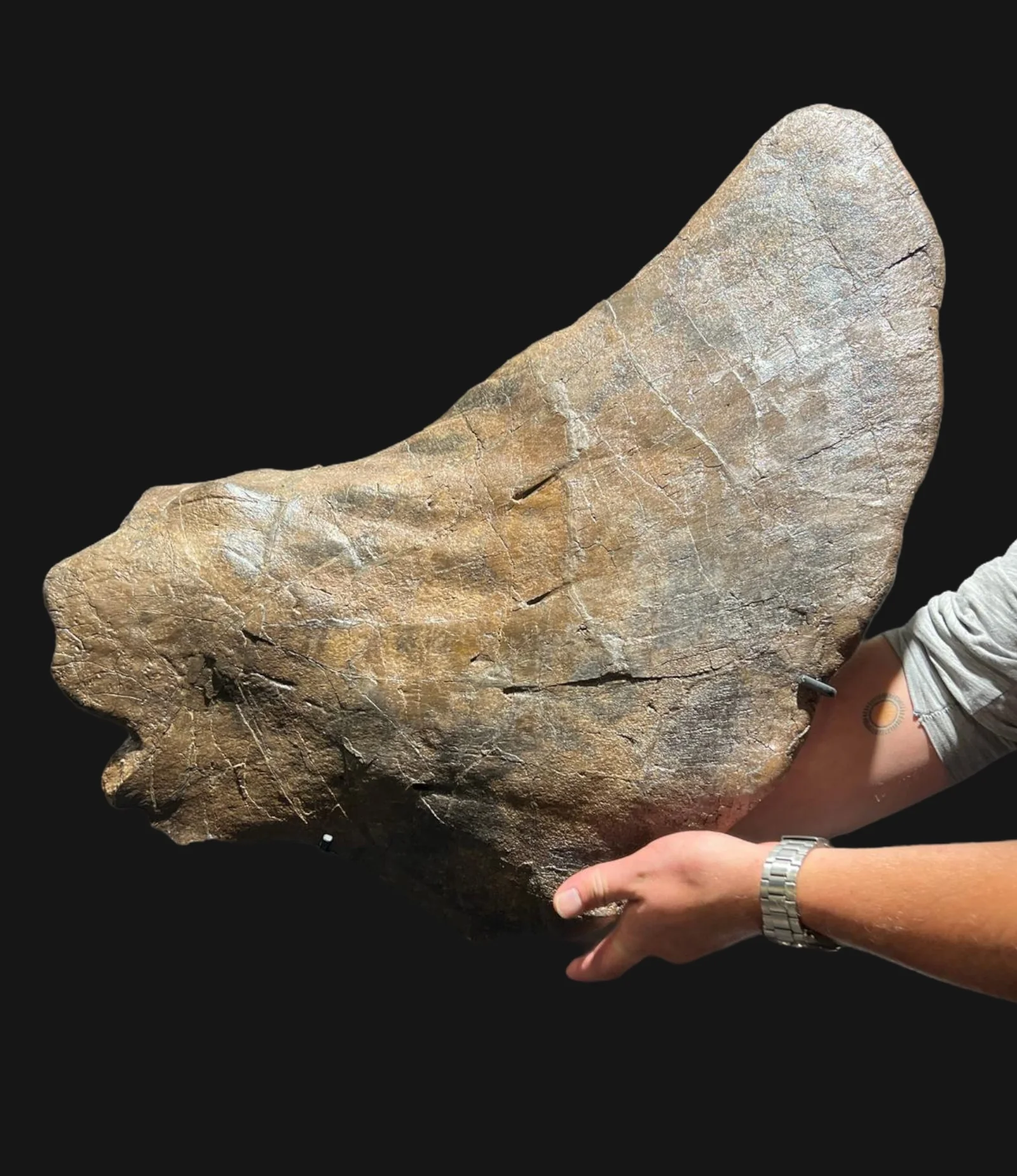 Triceratops Frill Bone (Squamosal), 27" - Image 2