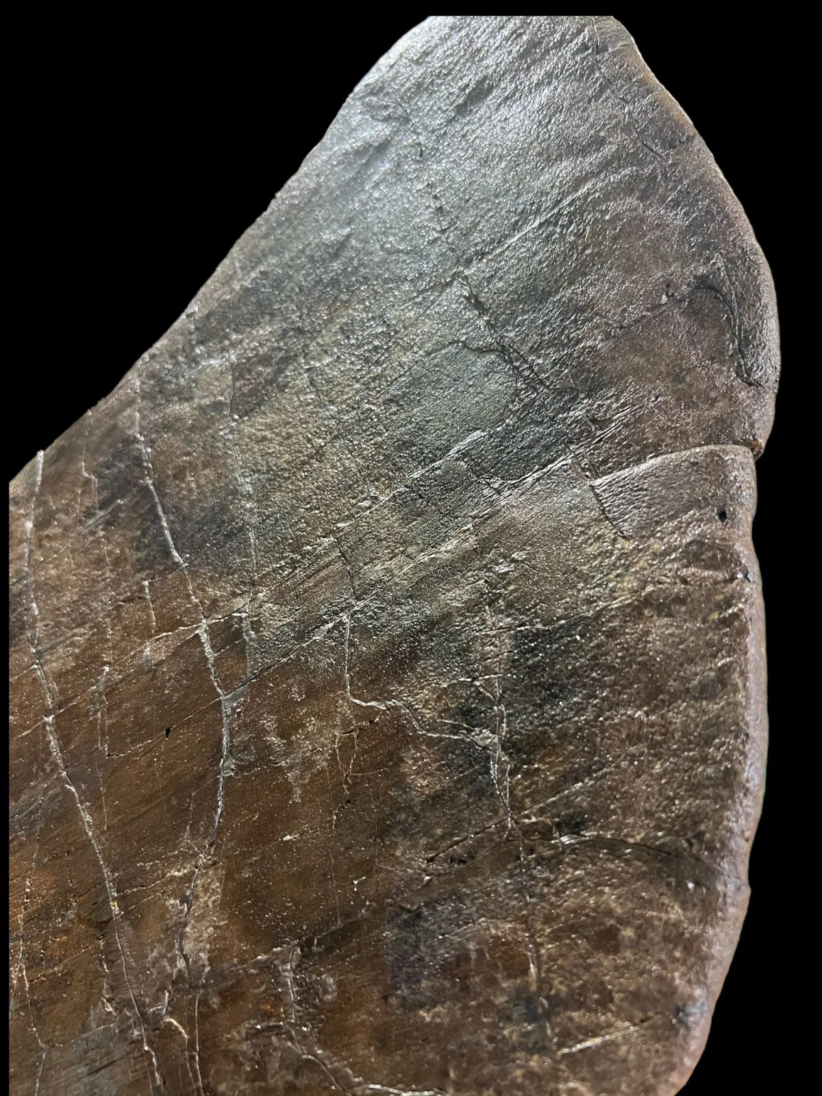 Triceratops Frill Bone (Squamosal), 27" - Image 3