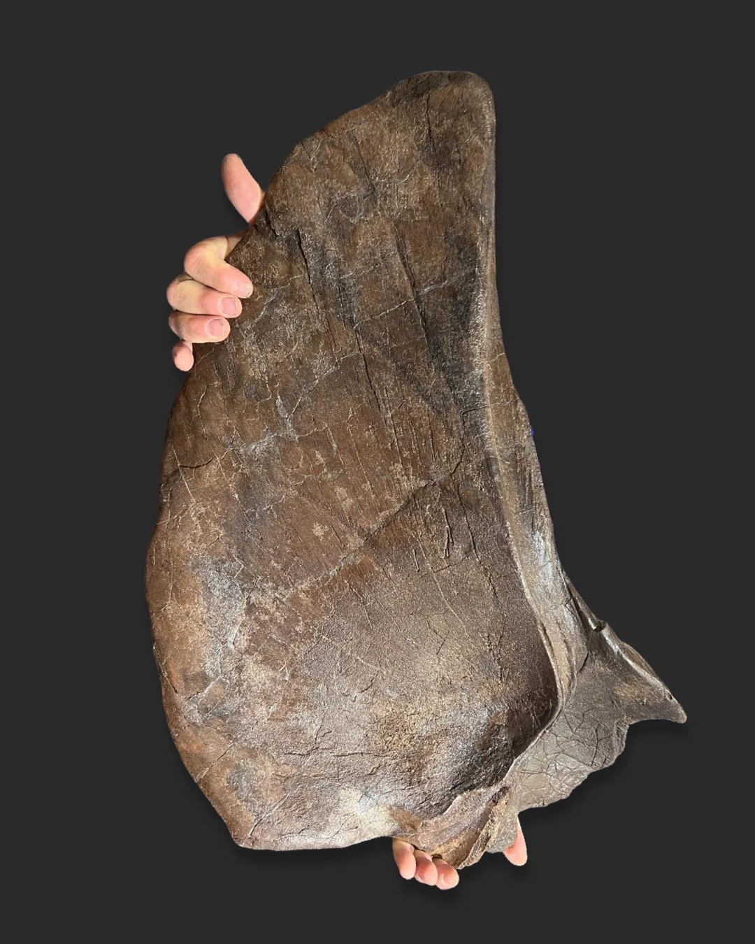 Triceratops Frill Bone (Squamosal), 27" - Image 6