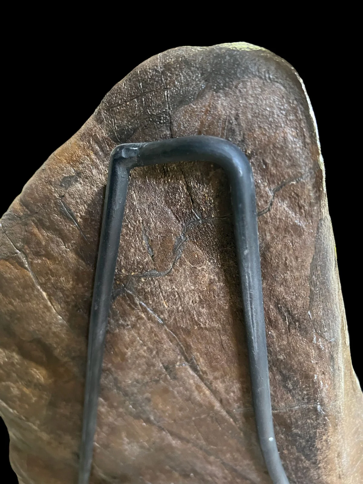 Triceratops Frill Bone (Squamosal), 27" - Image 8