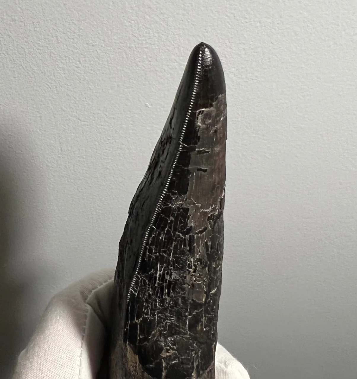 Tyrannosaurus rex Tooth, Hell Creek Formation, United States - Image 13