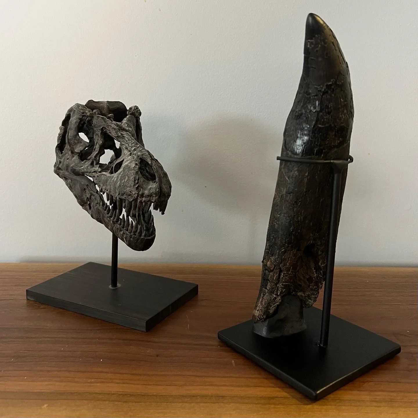 Tyrannosaurus rex Tooth, Hell Creek Formation, United States - Image 4