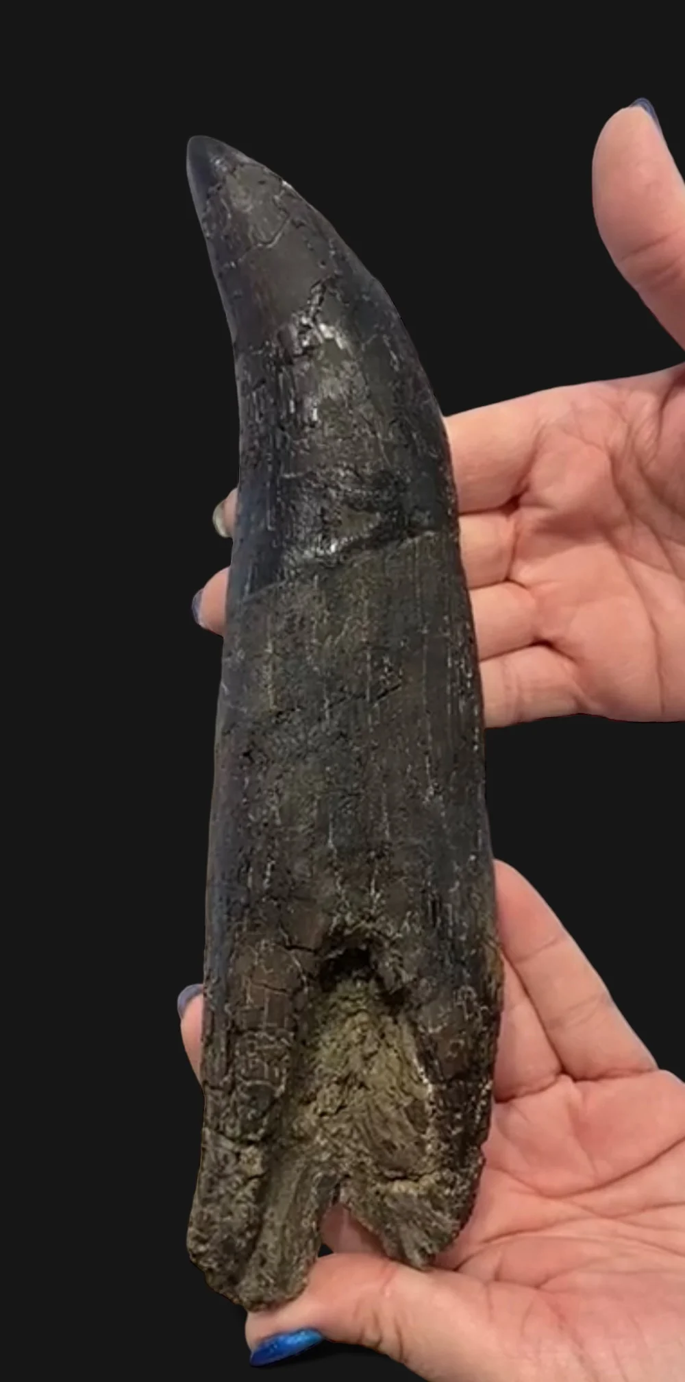 Tyrannosaurus rex Tooth, Hell Creek Formation, United States - Image 6