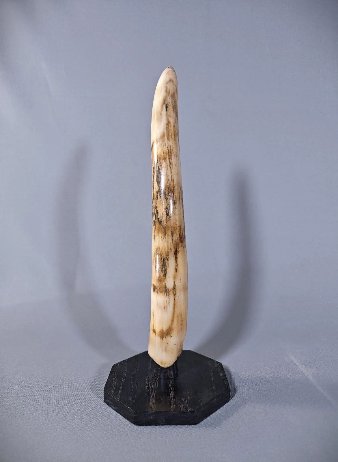 Woolly Mammoth Tusk - 20" - Image 3