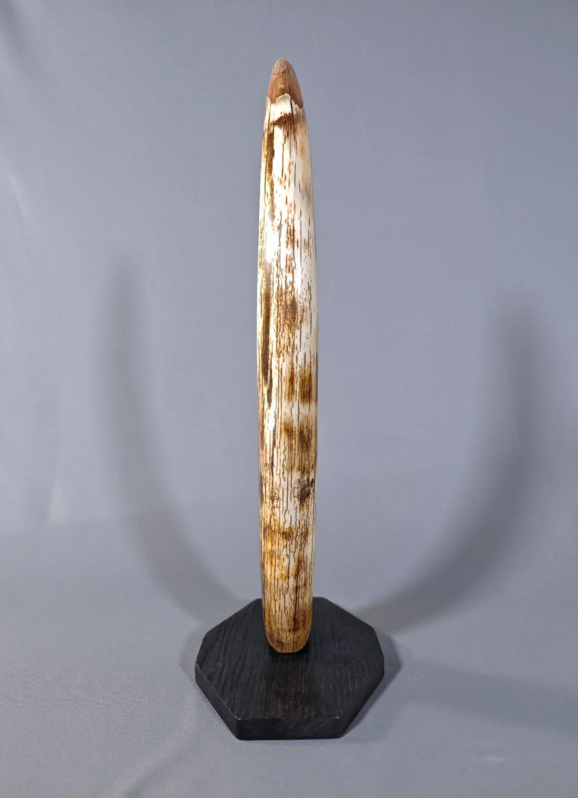 Woolly Mammoth Tusk - 23.5" - Image 4